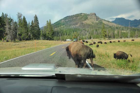 Bisão entra na frente da Fiona no Yellowstone National Park, no Wyoming, nos Estados Unidos